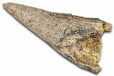 Rare, Fossil Dinosaur (Ankylosaurus) Side Spike - Montana #380211-1